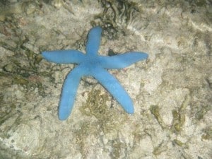puerto galera philippines snorkeling starfish